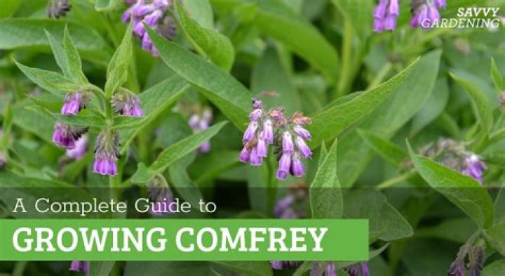 Do comfrey grow in arkansas?