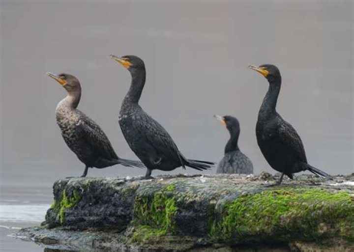 Do cormorants migrate in flocks?