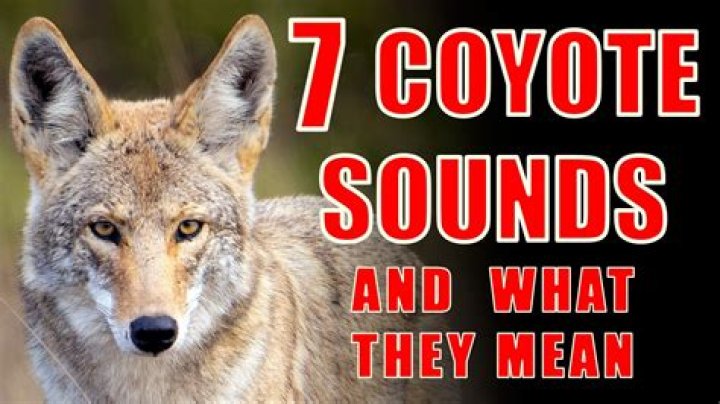 Do coyotes make a yipping sound?