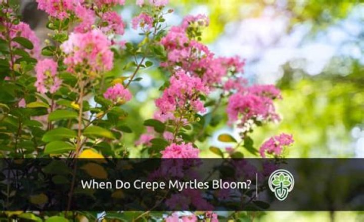Do crepe myrtles bloom?