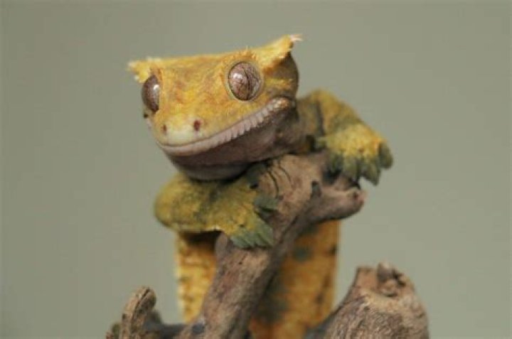 Do crested geckos like to be handled?