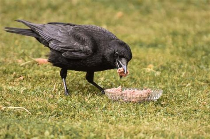 Do crows eat animals?