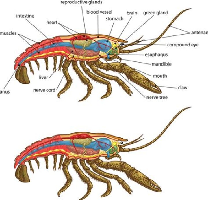 Do crustacea have chelicerae?
