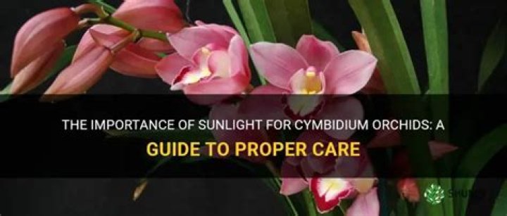 Do cymbidium orchids need sun?