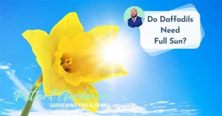 Do daffodils need full sun?