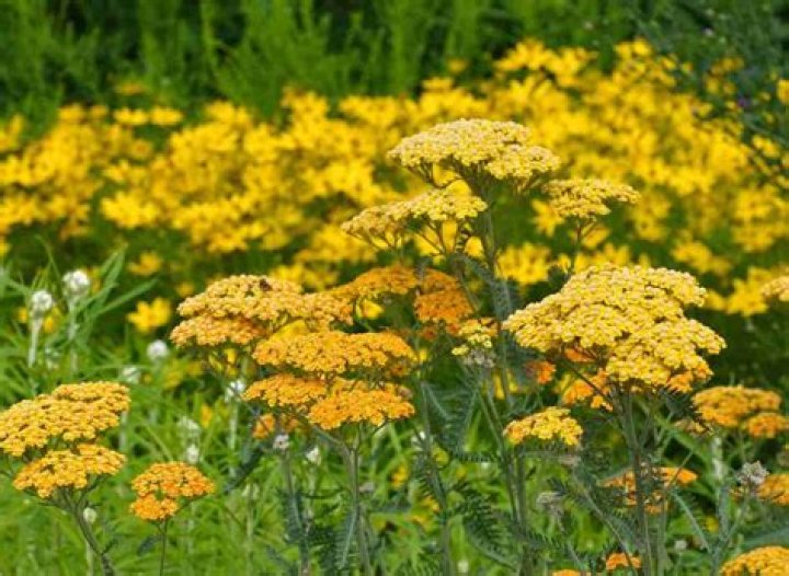 Do deer eat achillea?