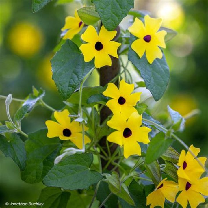 Do deer eat black eyed susan vine?