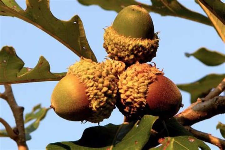 Do deer eat burr oak acorns?