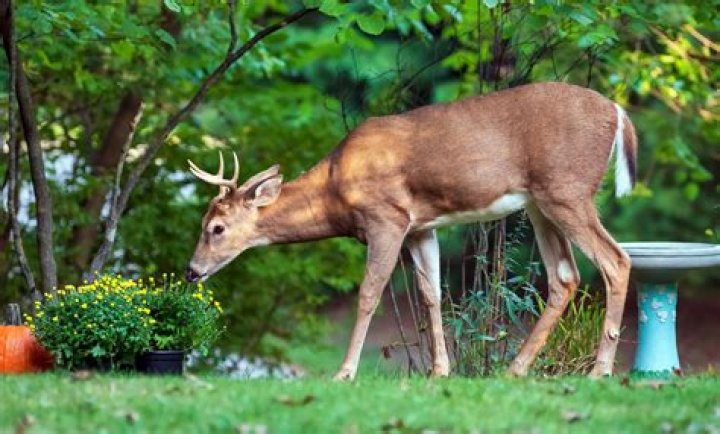 Do deer eat goumi bushes?