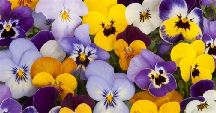 Do deer eat pansies?