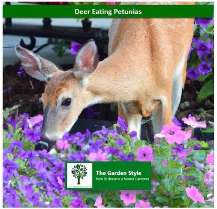 Do deer eat pennisetum?