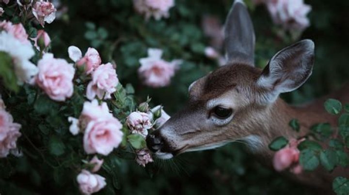 Do deer eat rose buds?