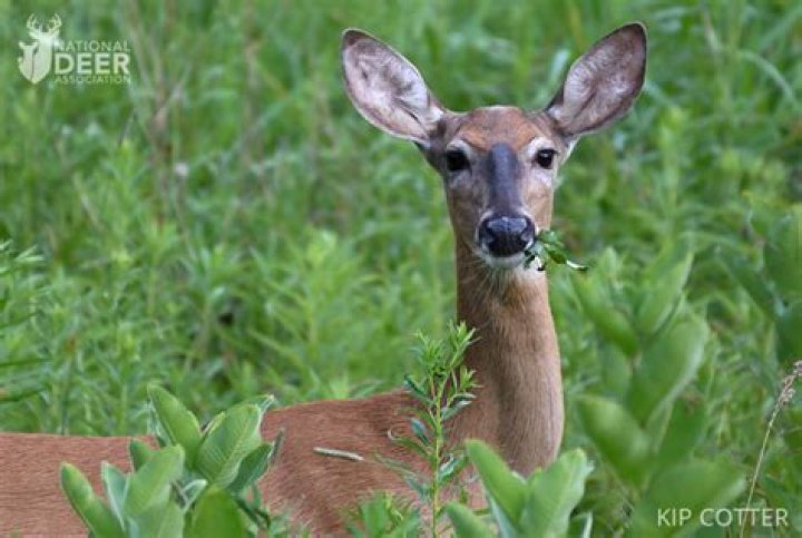 Do deer eat rue?