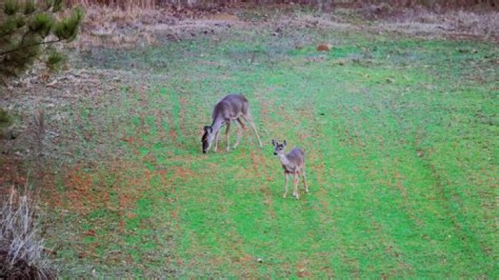 Do deer eat sundrops?