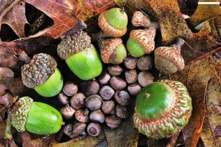 Do deer eat the whole acorn?