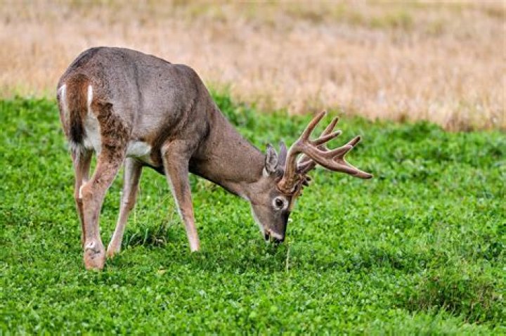 Do deer eat tigridia?