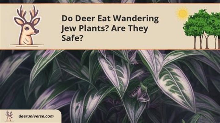 Do deer eat wandering jew?