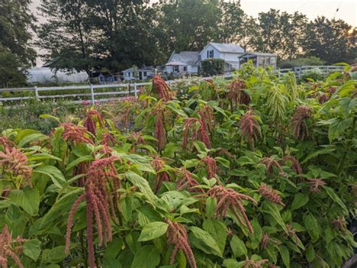 Do deer like amaranth?