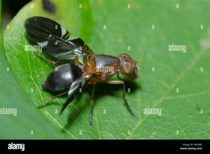 Do delphinia picta fly?