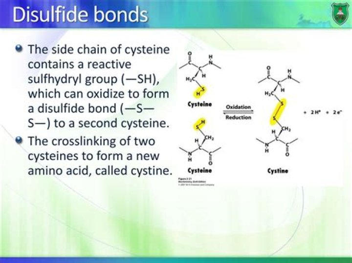 Do disulfide bonds stabilize proteins?