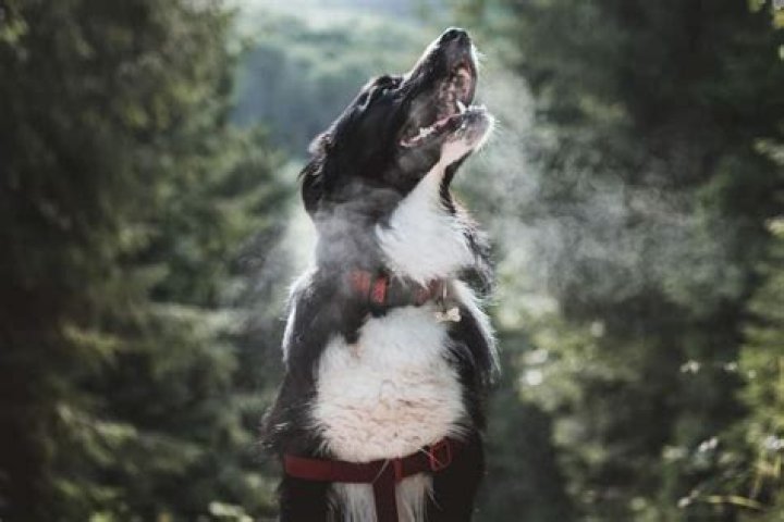 Do dogs breathe heavy?