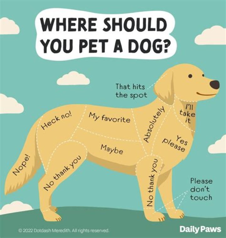 Do dogs get rigors?