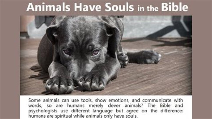 Do dogs have souls?