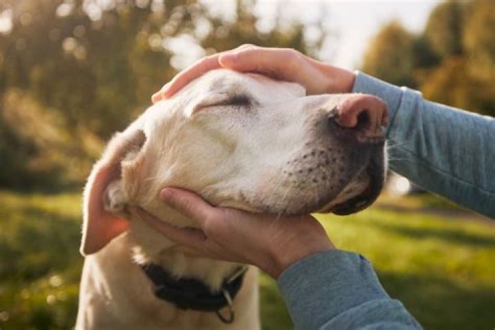 Do dogs know when they are being laughed at?