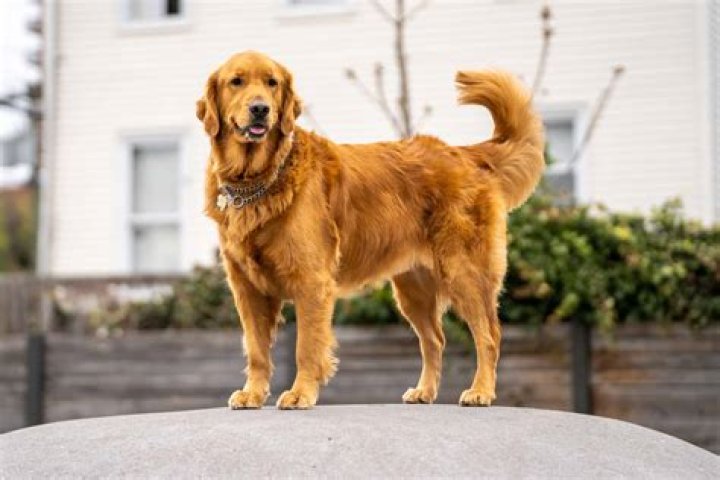 Do dogs tummies rumble?