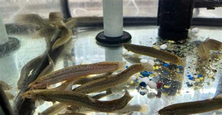 Do dojo loaches eat?