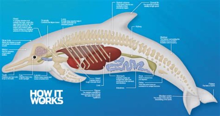 Do dolphins have blubber?