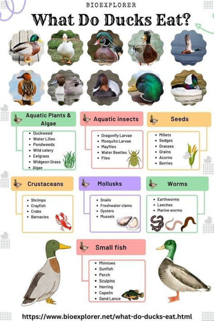 Do domestic ducks eat?