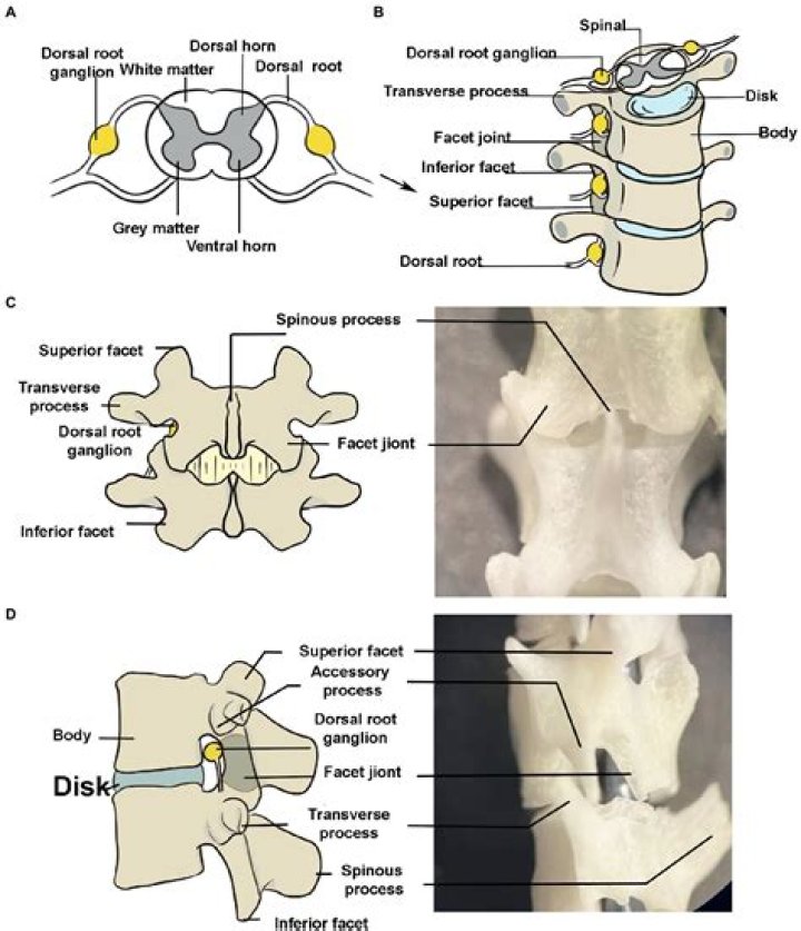 Do dorsal root ganglia contain synapses?