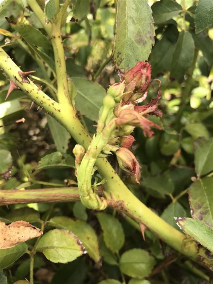 Do drift roses get rose rosette?