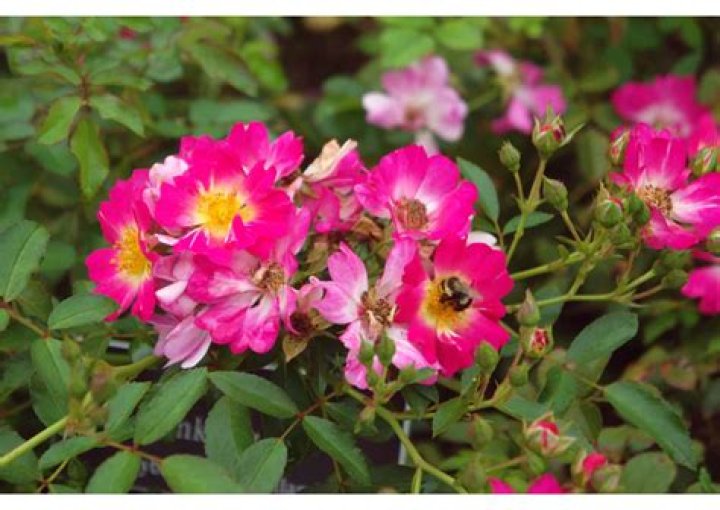 Do drift roses need full sun?