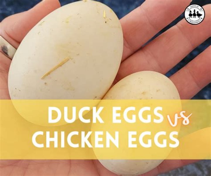 Do duck eggs taste gamey?