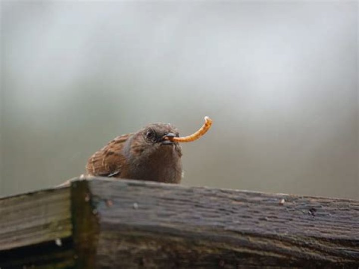 Do dunnocks eat ants?