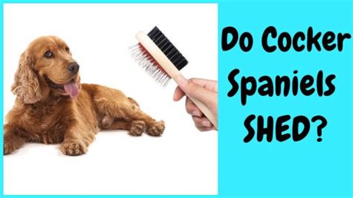 Do english cocker spaniels shed?