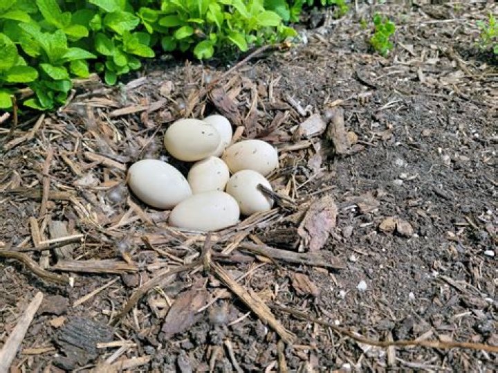 Do female mallards lay eggs?