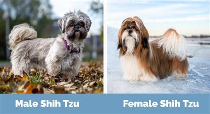 Do female shih tzu have periods?