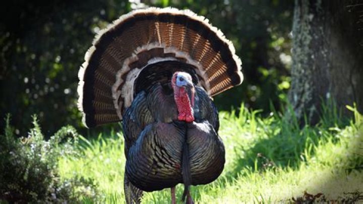 Do female turkeys have a wattle?