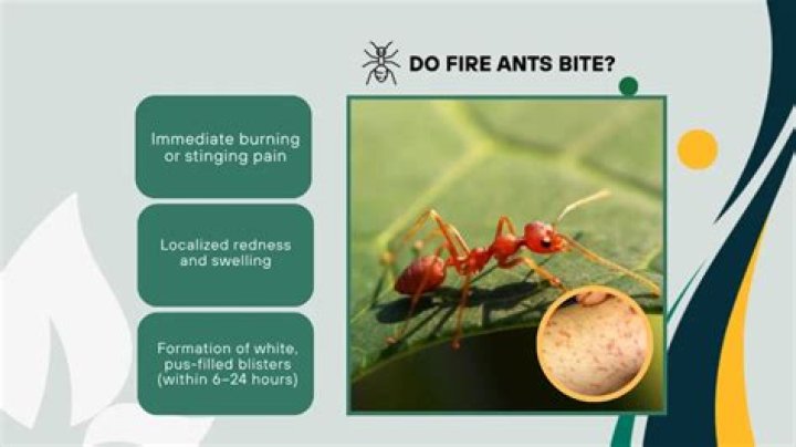 Do fire ants bite or sting?