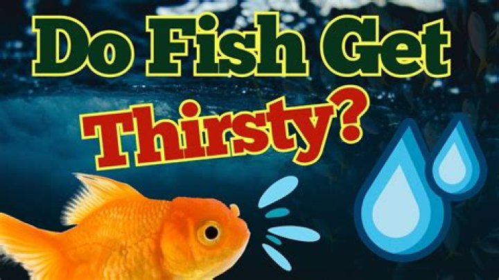 Do fish get happy?