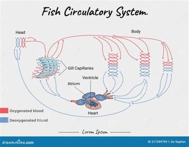 Do fish have double circulatory system?