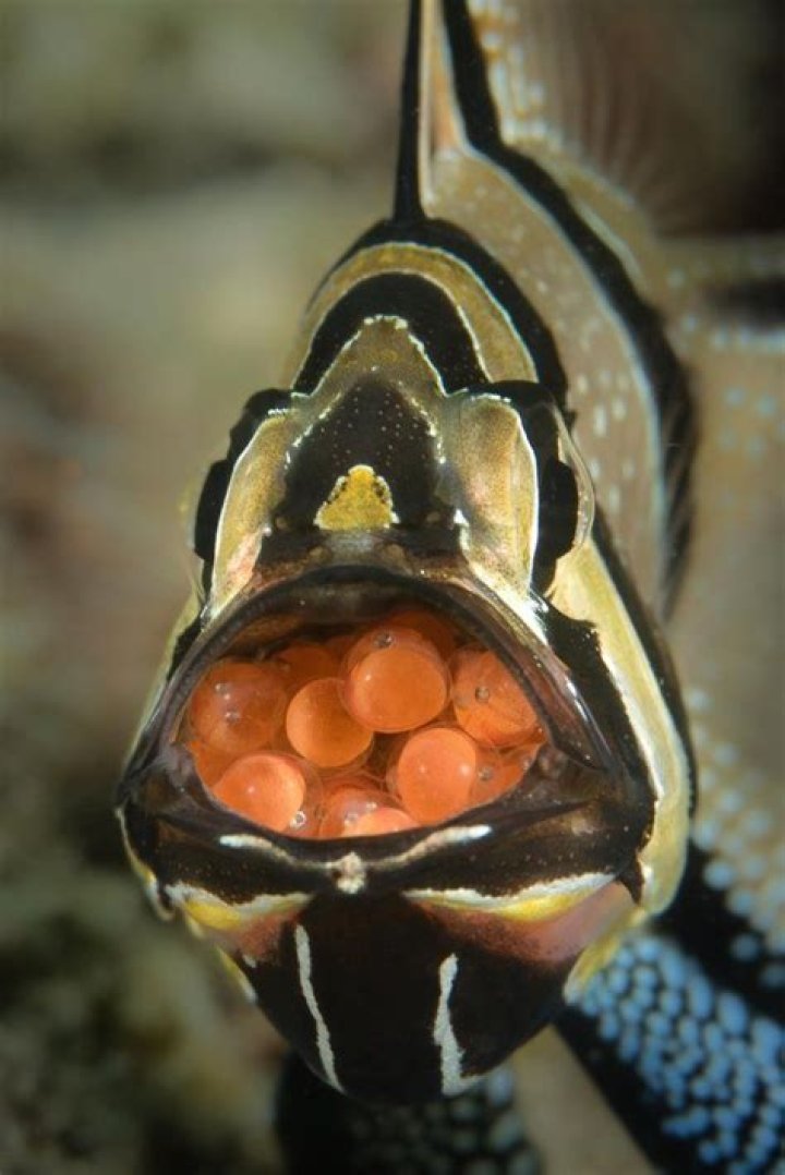 Do fish nurture their young?