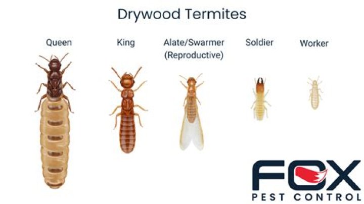 Do formosan termites bite?