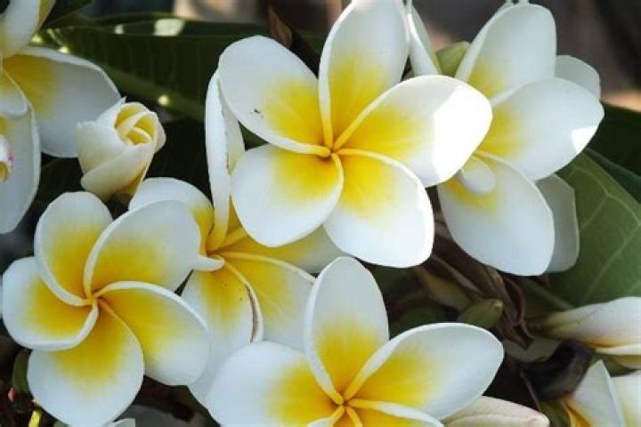 Do frangipanis have seed pods?