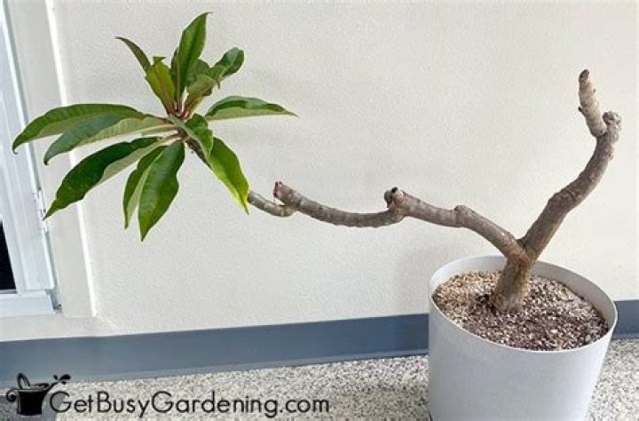Do frangipanis lose their leaves?