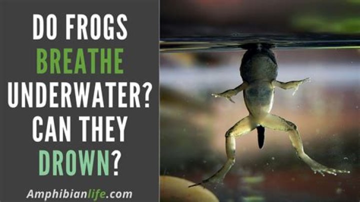 Do frogs breathe underwater?