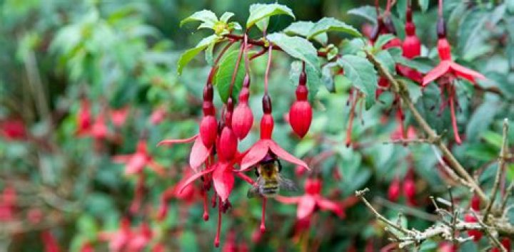 Do fuchsias attract bees?